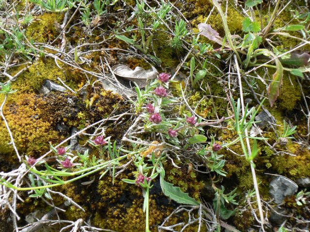 Thymus striatus subsp. ophioliticus